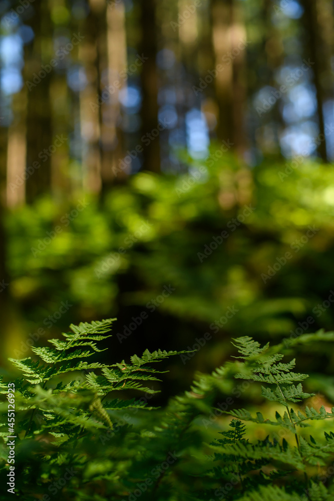 Obraz premium fern in the forest