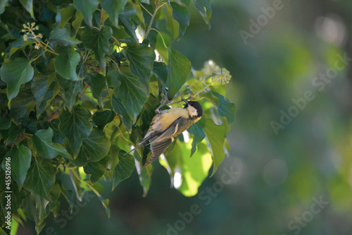 Great tit climbing in green tree sunlight sunset summer