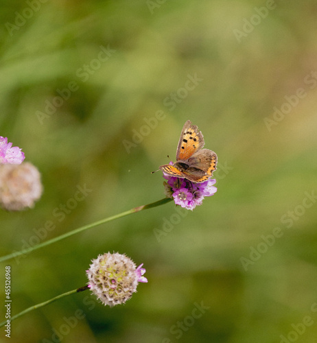 Small copper on pink flower green background