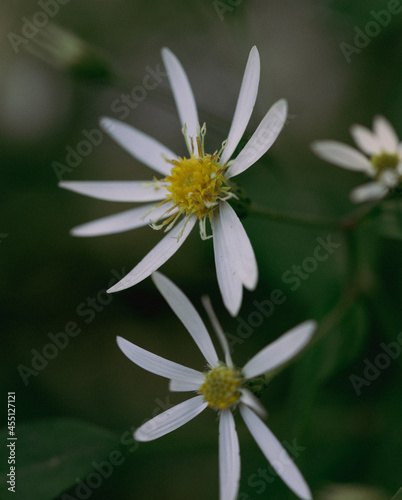 white small blossom closeup