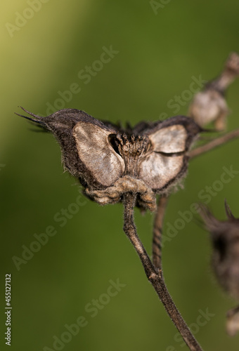 macro dead flower closeup