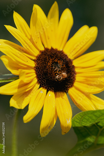 sun flower closeup with bee