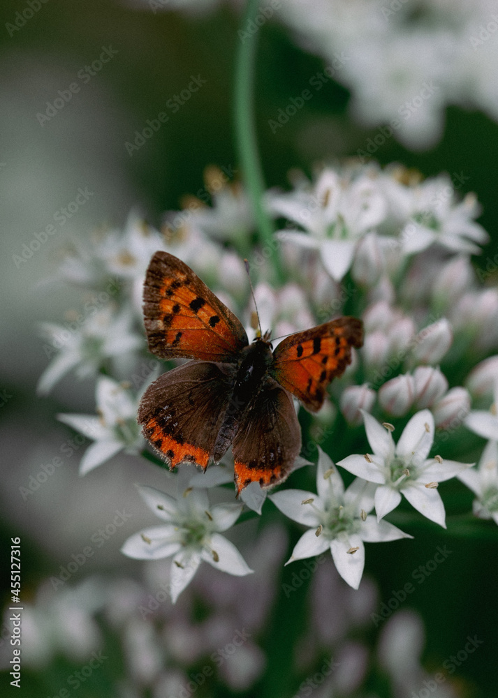 small copper butterfly macro on small white blossoms small copper butterfly macro on small white blossoms