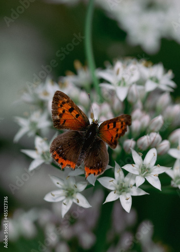 small copper butterfly macro on small white blossoms
