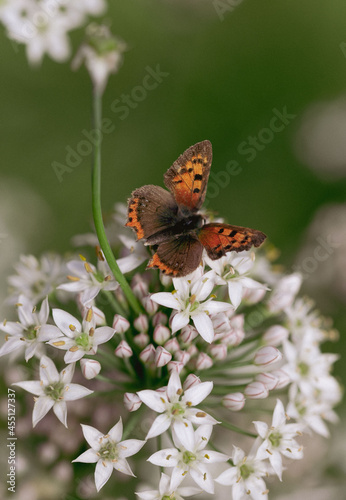 brown orange butterfy on white tiny blossoms closeup