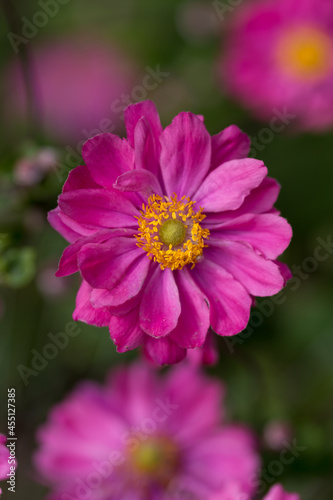 Pink flower closeup summertime background 