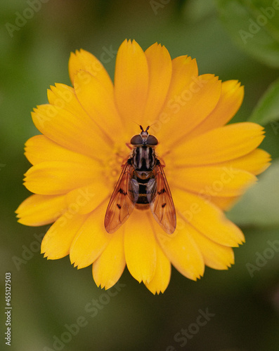 Hoverfly macro on yellow flower