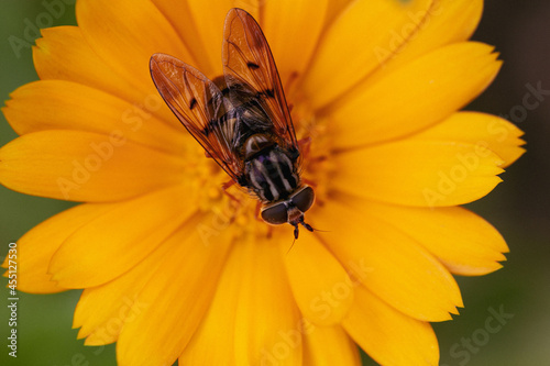 Hoverfly closeup on yellow flower