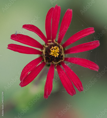 Red flower with circular spider web and tiny spider macro