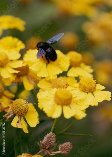 black carpenter bee on yellow flower macro