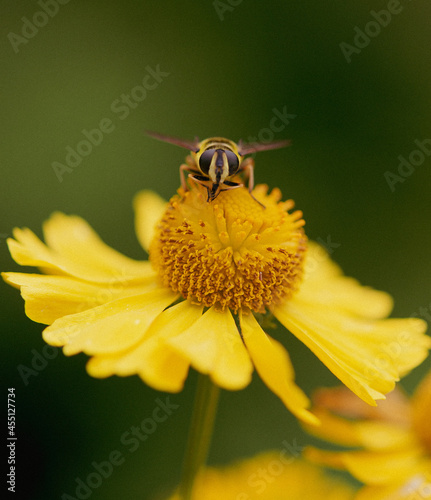 Hoverfly macro on yellow flower summer