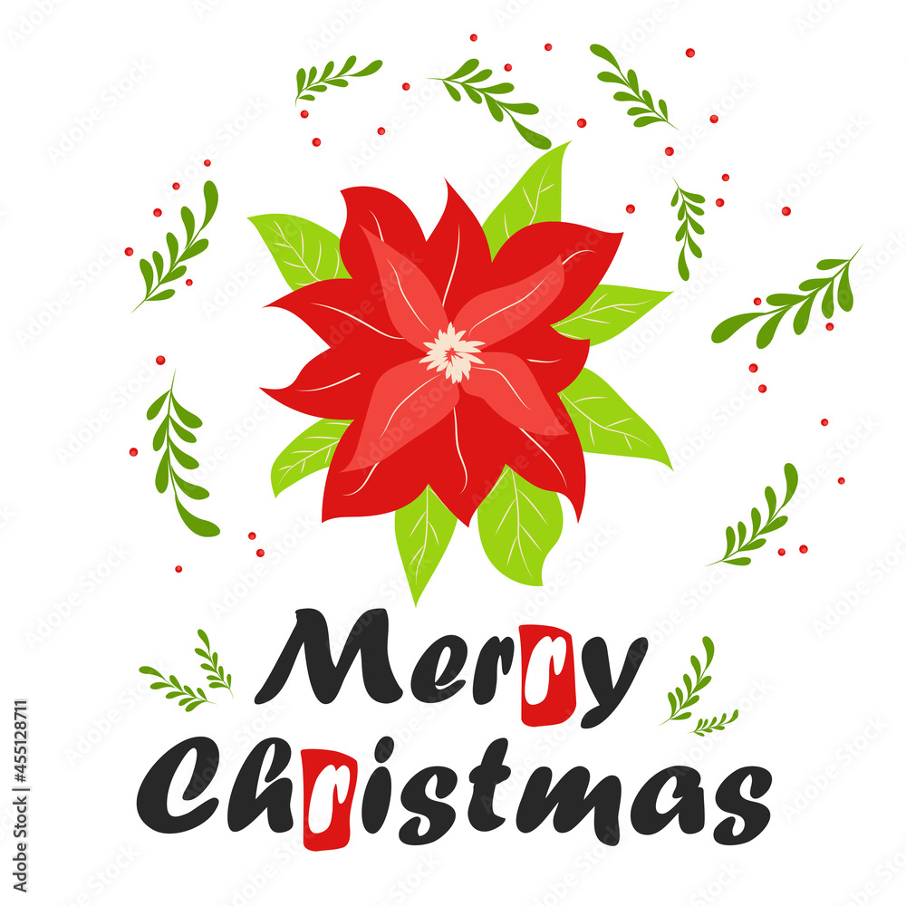 Obraz premium Traditional Christmas poinsettia flower with green leaves and red petals. Christmas flower