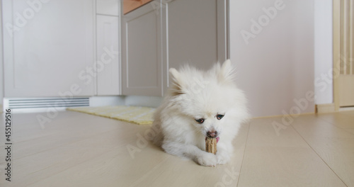 Pomeranian dog chewing treat for clean teeth and healthy gums