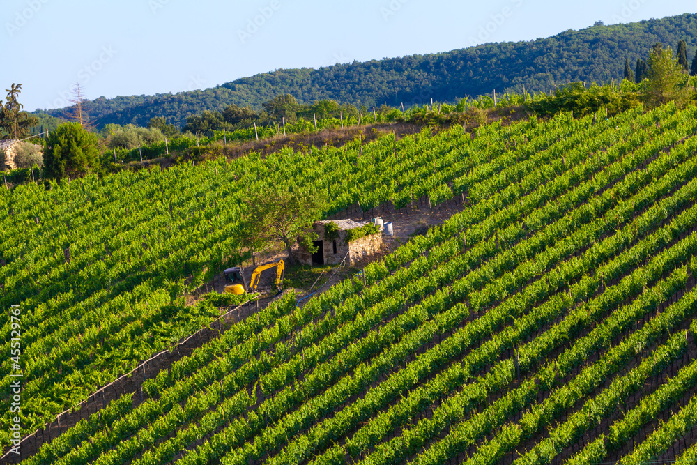 Vineyard landscape in Tuscany, Italy