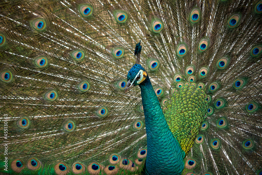 Obraz premium peacock with feathers out