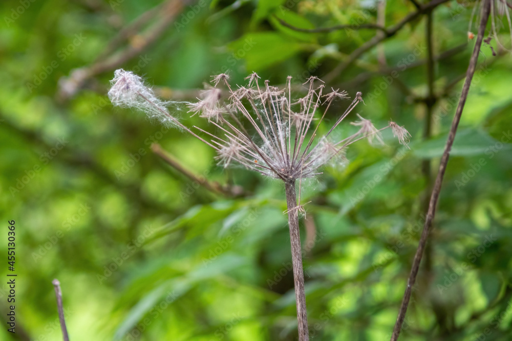 web on last year's grass