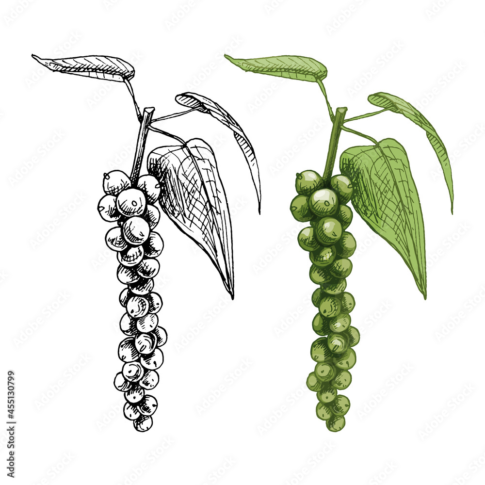 Black pepper plant branch vector drawing. Botanical illustration | Stock  vector | Colourbox