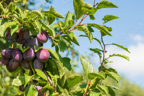 Photography close-up of ripe plums on tree against blue sky