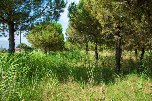 trees in the park