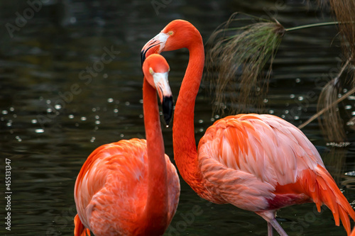 A pair of flamingo in the water