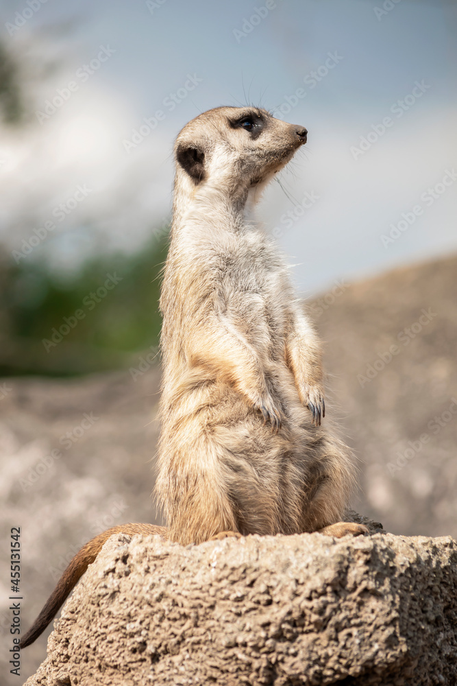 Fototapeta premium meerkat on guard duty