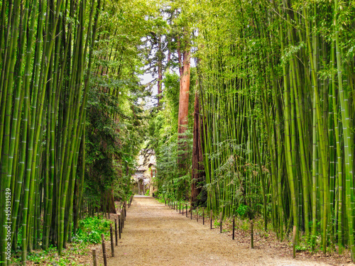 Murais de parede View of a path surrounded by a giant bamboos forest and sequoias in the garden