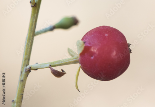 Valokuva Osyris alba wild broom green and red autumnal berries according to maturation wi