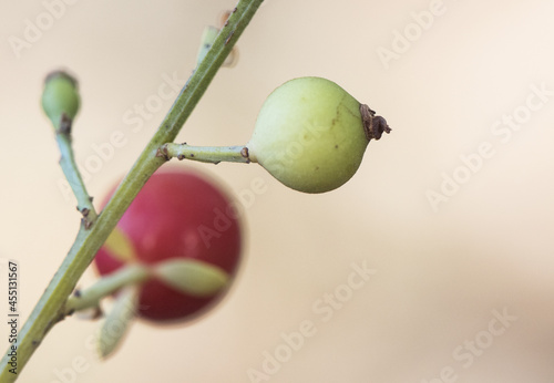 Obraz na plátně Osyris alba wild broom green and red autumnal berries according to maturation wi