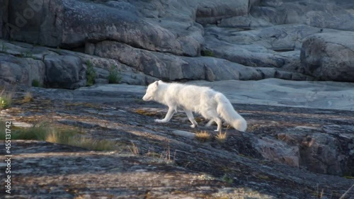 polar fox in the wild photo