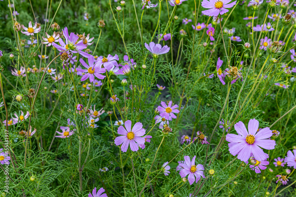Fototapeta premium flowers in the grass
