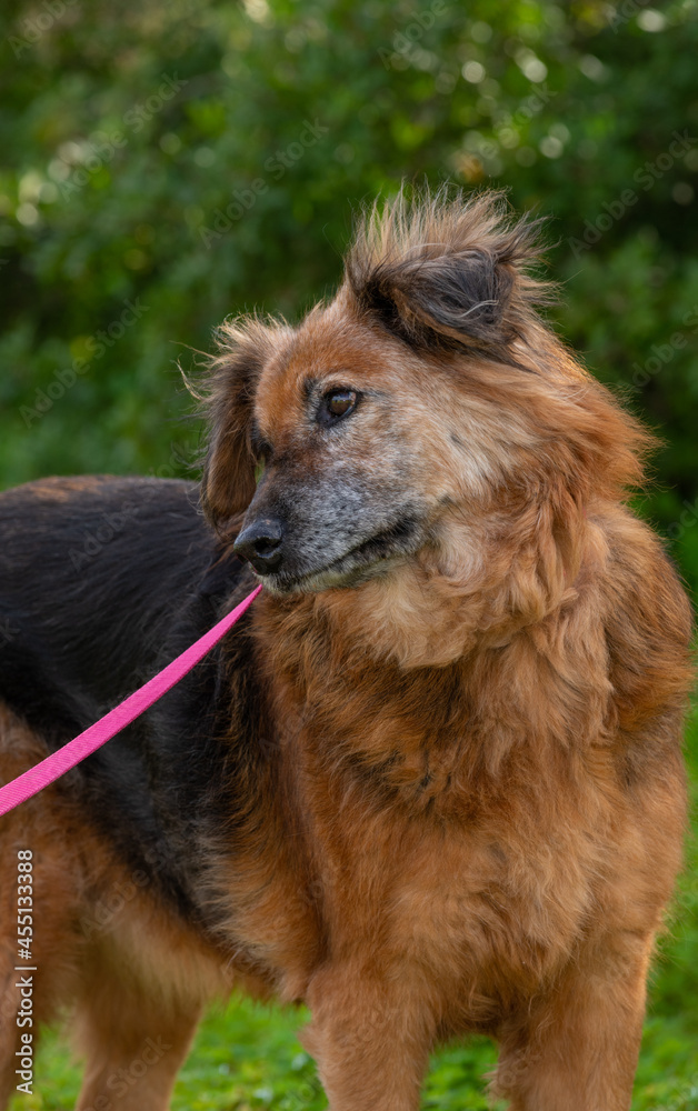 Fototapeta premium Old dog.