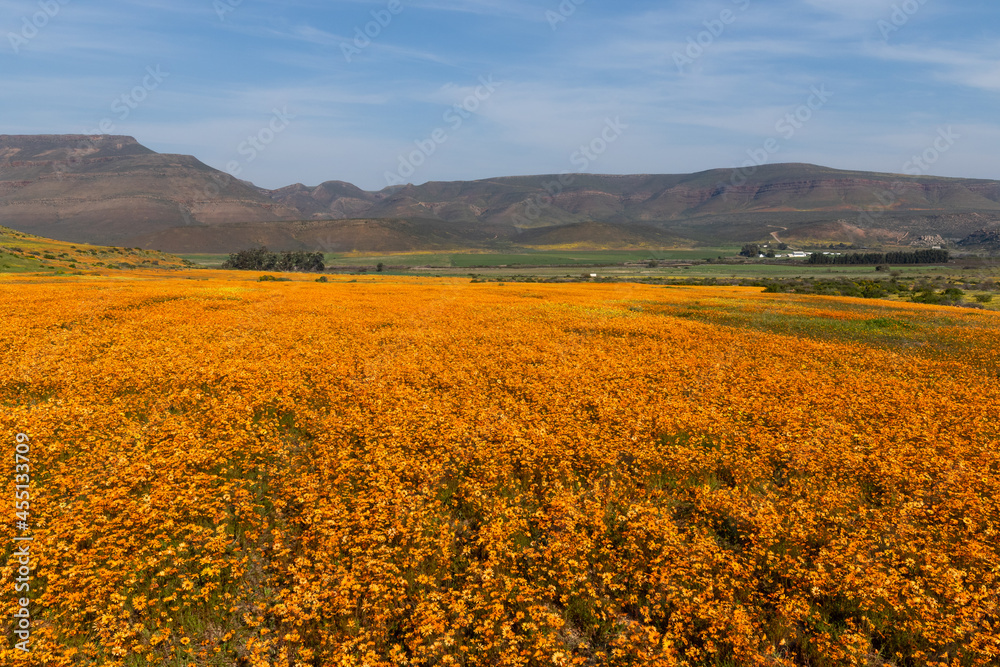 Panoramic view of beautiful wild flowers in full bloom with mountains in the background in Namaqualand, South Africa