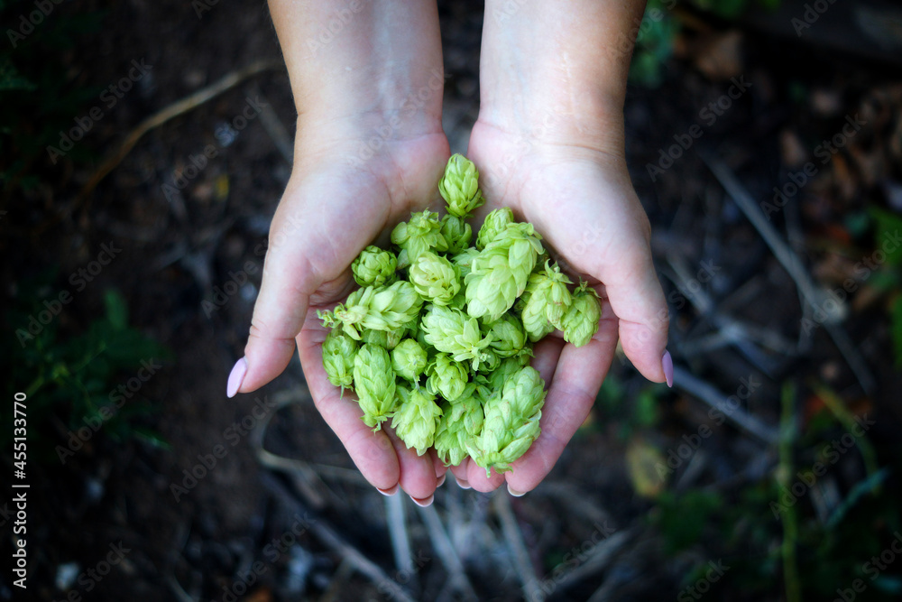 Girl holding fresh hops in her hands