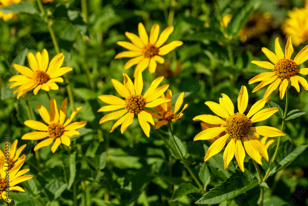 Autumn yellow flowers close-up Autumn yellow flowers close-up