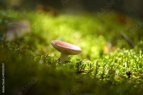 Small mushroom in the autumn forest in the sun