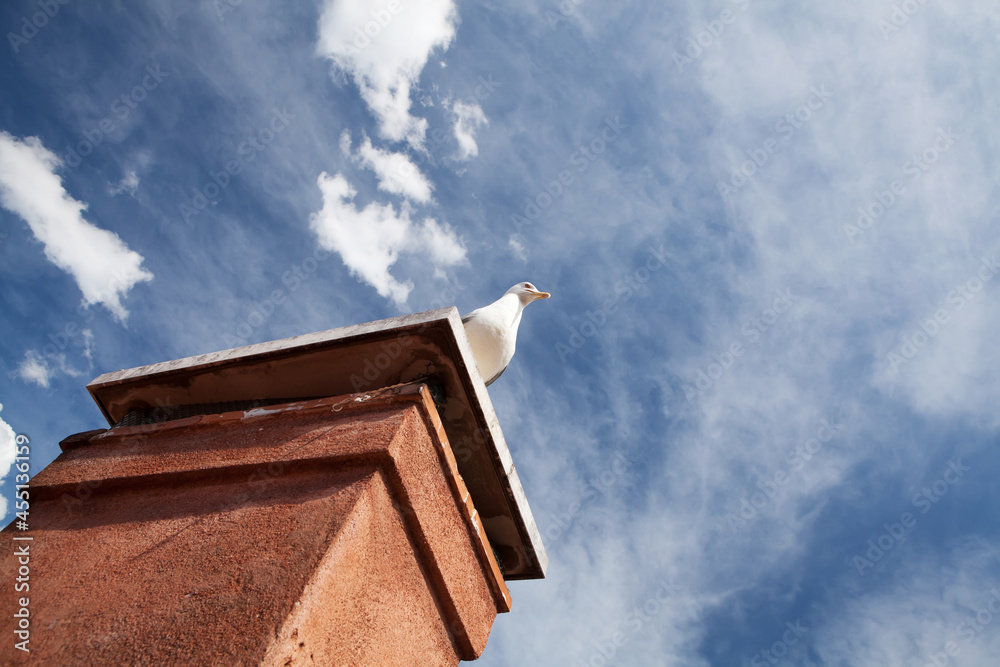 Seagull on roof pipe