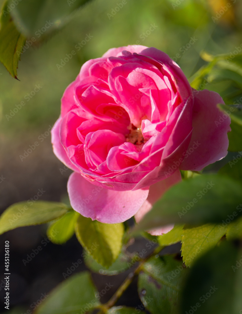 Pink Rose Pink Rose