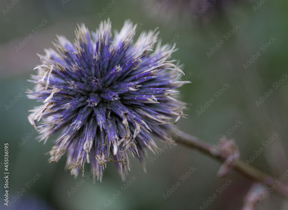 flower flower