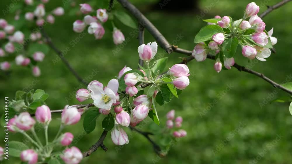 Blooming apple tree in early spring. Apple orchard with white and pink flowers on the trees. Blooming apple tree in early spring. Apple orchard with white and pink flowers on the trees.