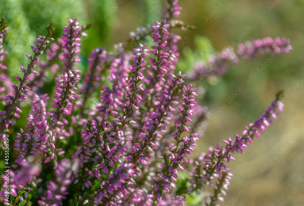 Obraz premium Heather is an evergreen shrub. Beautiful blooming pink white heather. Small lilac-purple flowers. Flowering, gardening. Calluna vulgaris. The concept of a flower shop.