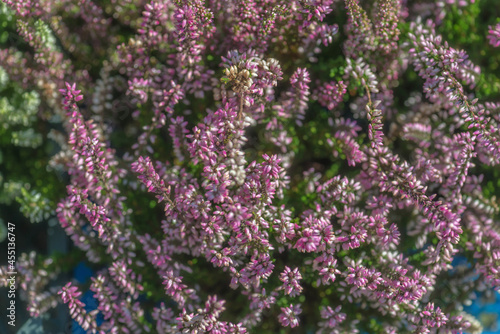 Heather is an evergreen shrub. Beautiful blooming pink white heather. Small lilac-purple flowers. Flowering, gardening. Calluna vulgaris. The concept of a flower shop.