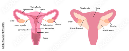 Female human reproductive system with description on white background educational content