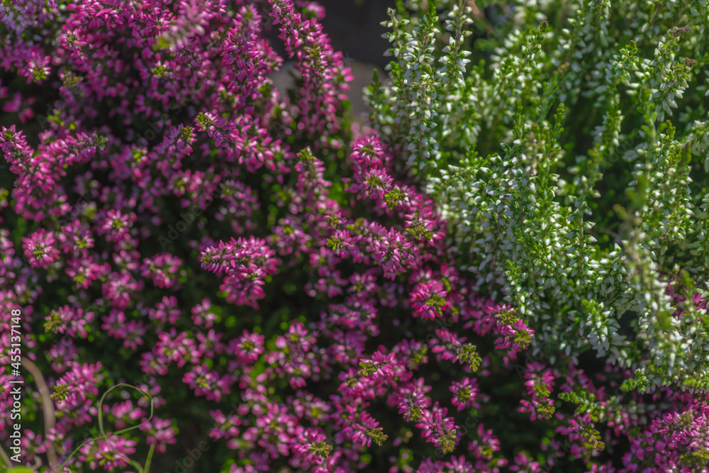 Obraz premium Heather is an evergreen shrub. Beautiful blooming pink white heather. Small lilac-purple flowers. Flowering, gardening. Calluna vulgaris. The concept of a flower shop.