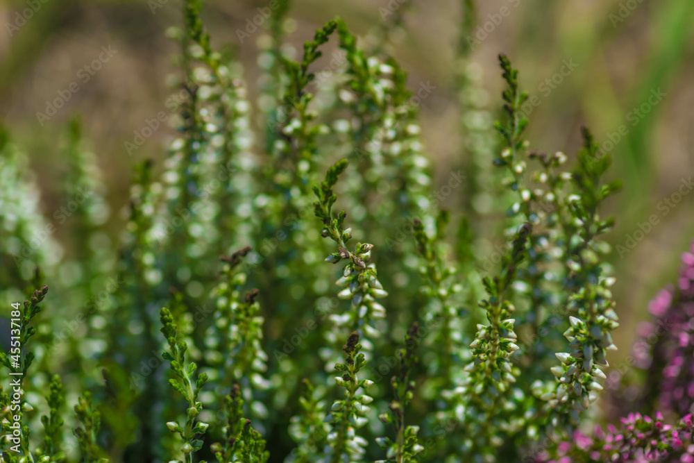 Heather is an evergreen shrub. Beautiful blooming pink white heather. Small lilac-purple flowers. Flowering, gardening. Calluna vulgaris. The concept of a flower shop. Heather is an evergreen shrub. Beautiful blooming pink white heather. Small lilac-purple flowers. Flowering, gardening. Calluna vulgaris. The concept of a flower shop.