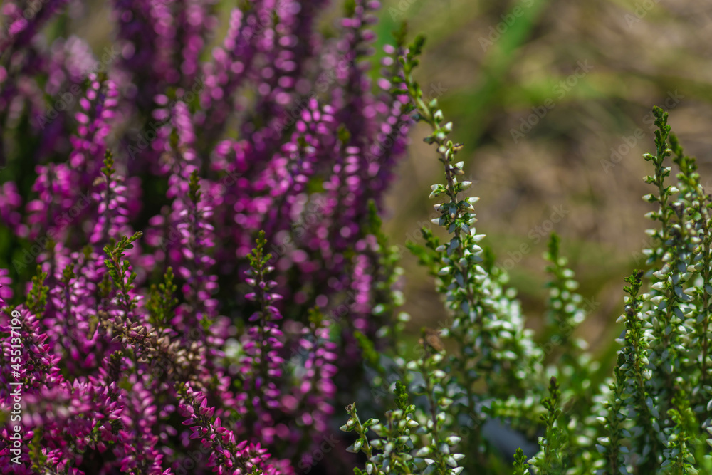Heather is an evergreen shrub. Beautiful blooming pink white heather. Small lilac-purple flowers. Flowering, gardening. Calluna vulgaris. The concept of a flower shop. Heather is an evergreen shrub. Beautiful blooming pink white heather. Small lilac-purple flowers. Flowering, gardening. Calluna vulgaris. The concept of a flower shop.