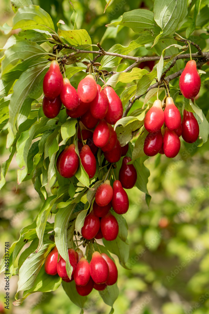 Fresh harvest of ripe dogwood berries hanging on a tree in the end of summer. Fresh harvest of ripe dogwood berries hanging on a tree in the end of summer.