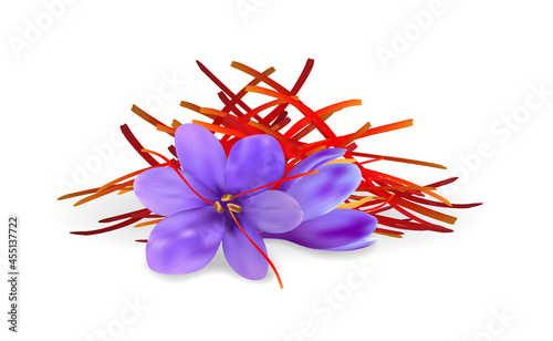 Realistic purple crocus flowers with saffron pestles pile. Dried spice threads illustration.