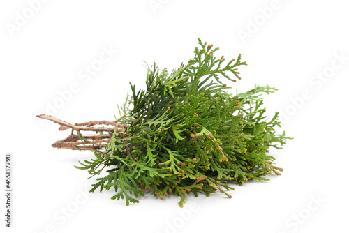 Green branch of thuja.