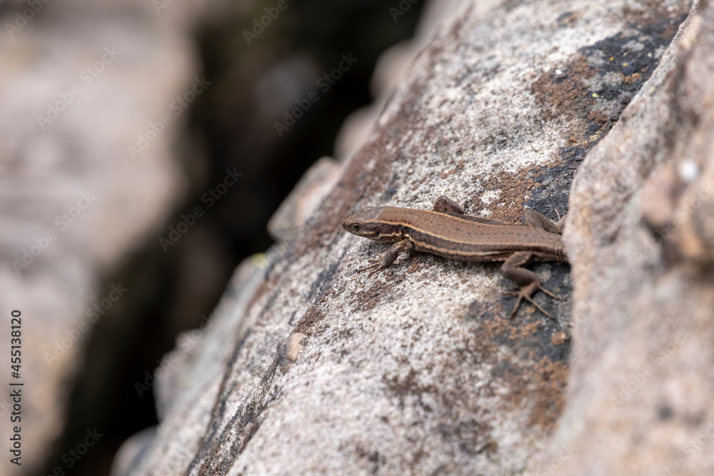 Viviparous Lizard in the Eifel Viviparous Lizard in the Eifel