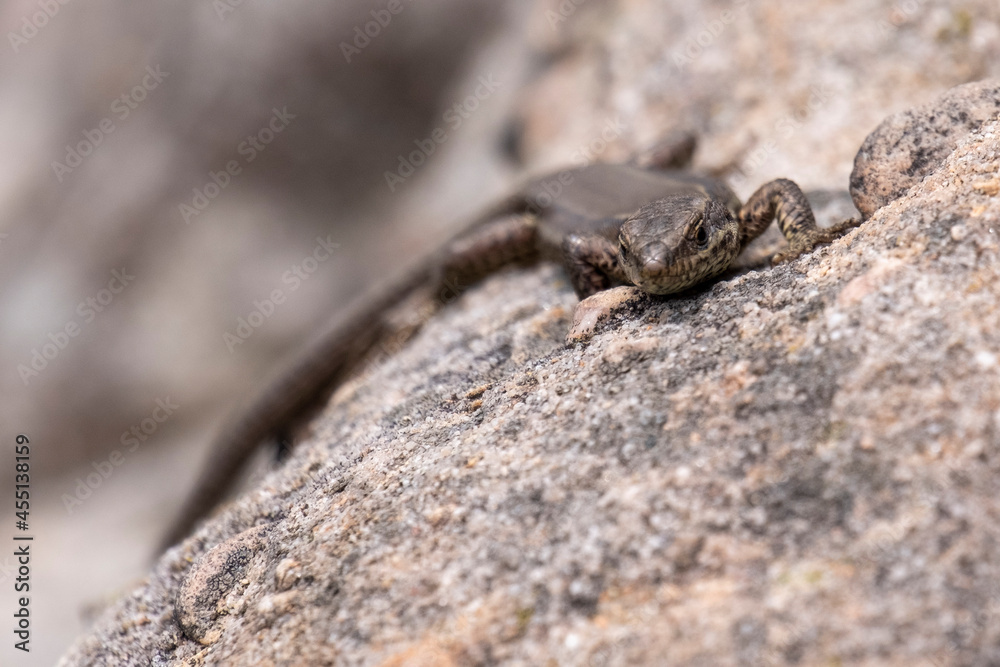 Viviparous Lizard in the Eifel Viviparous Lizard in the Eifel